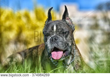 German Boxer With Cropped Ears