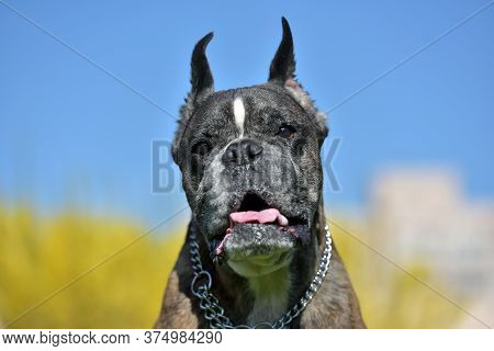 German Boxer With Cropped Ears