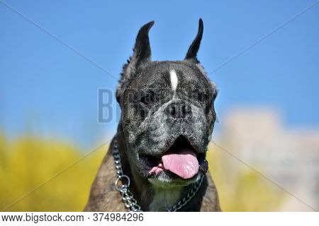 German Boxer With Cropped Ears