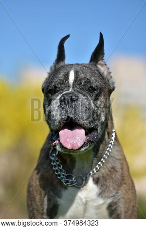 German Boxer With Cropped Ears