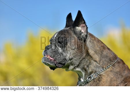German Boxer With Cropped Ears