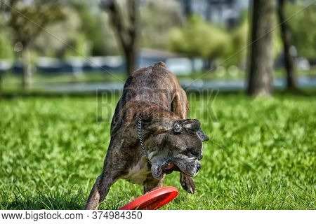 German Boxer With Cropped Ears Playing
