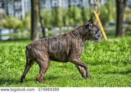 German Boxer With Cropped Ears Playing