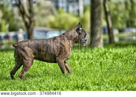 German Boxer With Cropped Ears