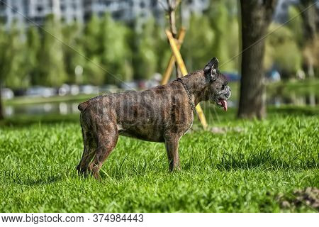 German Boxer With Cropped Ears Playing