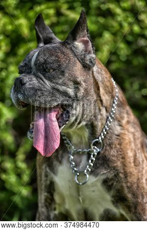 German Boxer With Cropped Ears