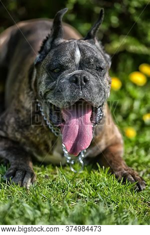 German Boxer With Cropped Ears