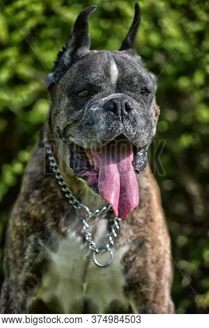 German Boxer With Cropped Ears