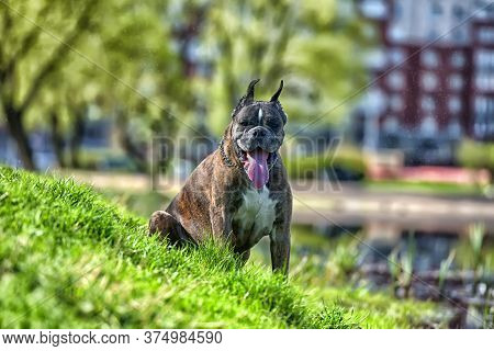 German Boxer With Cropped Ears
