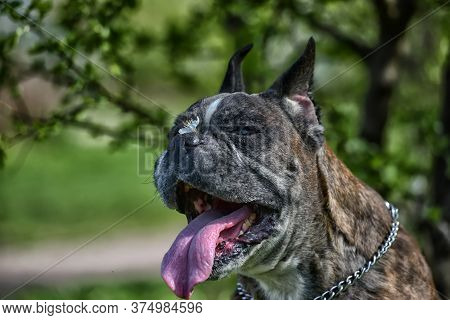 German Boxer With Cropped Ears