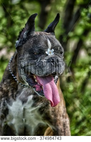 German Boxer With Cropped Ears