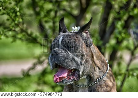 German Boxer With Cropped Ears