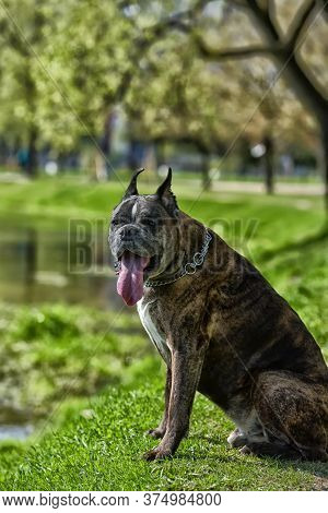German Boxer With Cropped Ears