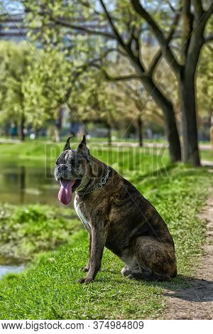 German Boxer With Cropped Ears