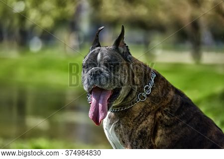 German Boxer With Cropped Ears