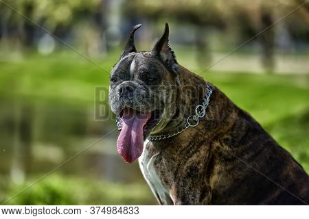 German Boxer With Cropped Ears
