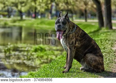 German Boxer With Cropped Ears