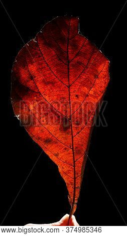 Brown Leaves With Black Background, Light Illuminates From Behind Him