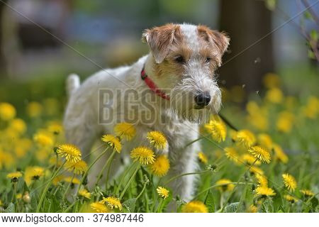 White With Red Airedale Terrier Among Yellow Dandelions
