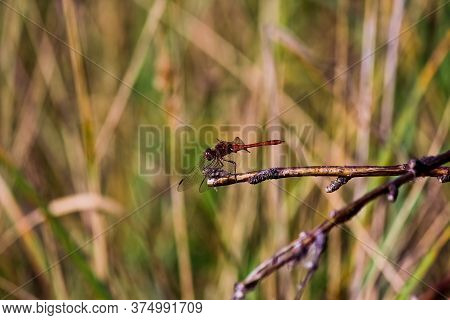 Dragonfly On A Tree. Blurred Background. Summer Time.