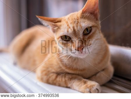 Red Cat Resting On Window. Cute Domestic Animal Portrait. Orange Or Ginger Cat Looking Into Camera. 