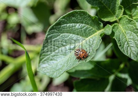 Colorado Beetle On Potato Leaf. Bug Feed On Leaves And Can Completely Defoliate Plants