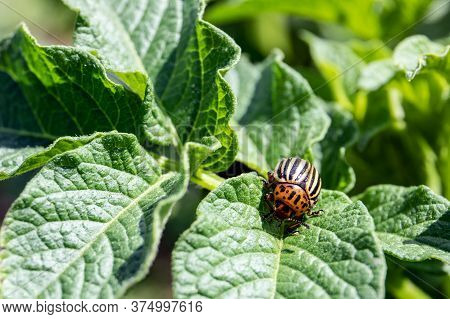 Colorado Beetle On Potato Leaf. Bug Feed On Leaves And Can Completely Defoliate Plants