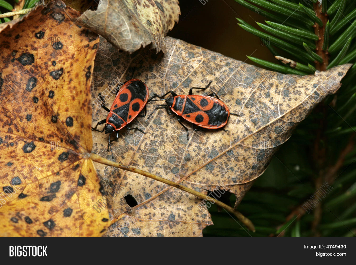 Image Preview