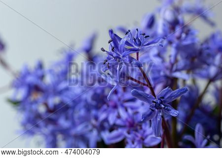Beautiful Blue Flowers Snowdrops Scilla Bifolia Alpine Squill, Two-leaf Squill On A White Background