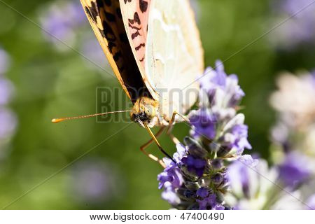 Beau papillon assis sur des Plants de lavande