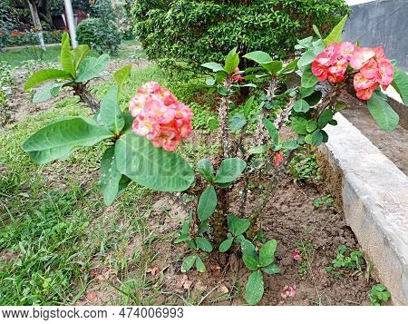 Beautiful Rain Forest Flowers Growing In A Private Garden.