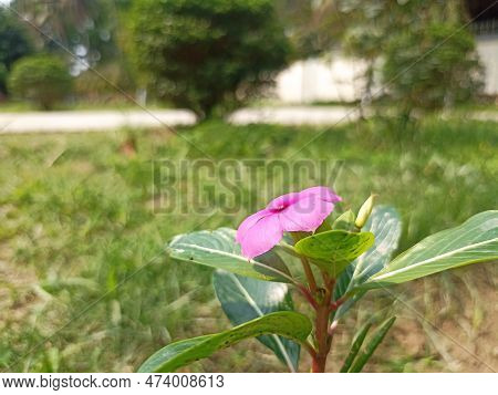 Pink And Periwinkle Flower Blooming In The Garden.