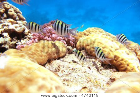 Sergente Maggiore Reef
