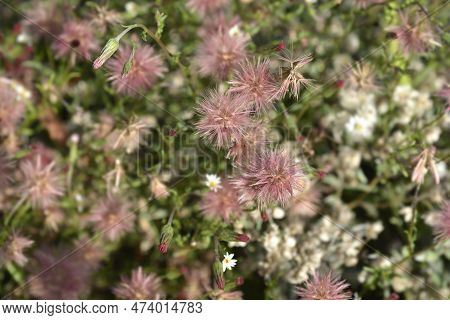 Spreading Fleabane Seed Heads In The Autumn