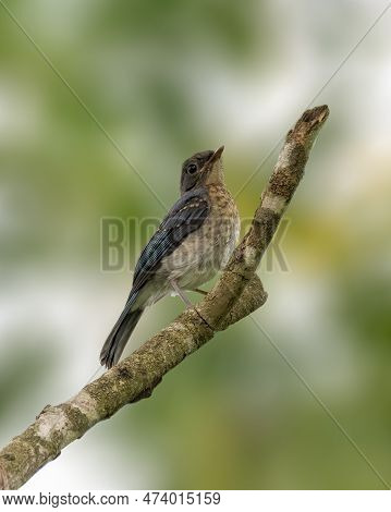 A Beautiful Juvenile Tickell's Blue Flycatcher (cyornis Tickelliae) Perched On A Tree Branch In The 
