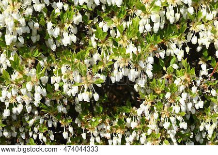 Enkianthus Perulatus Flowers. Called 'dodan-tsutsuji' In Japan, It Is An Ericaceae Deciduous Shrub T