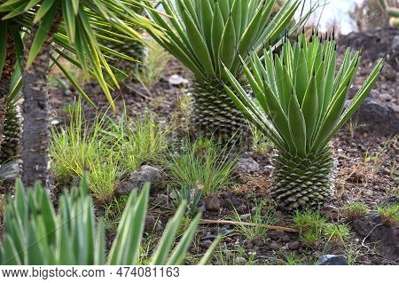 The Agava In The Botanical Garden, Madeira Island