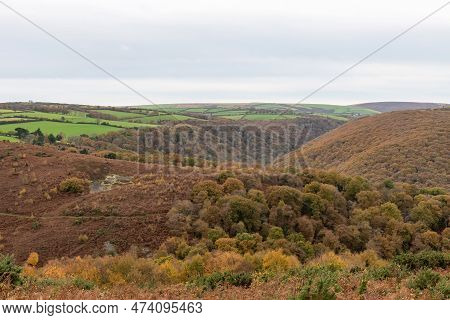 Horner Woods In Somerset