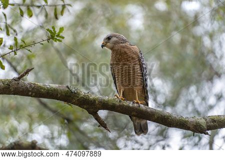 The Red-shouldered Hawk Bird Perching On A Tree Branch Looking For Prey To Hunt In Summer Forest.