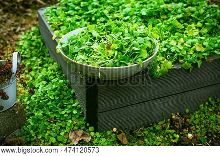 Harvesting Winter Purslane - Bushes Of Indian Lettuce Plants In A Garden, Organic Gardening, Cultiva