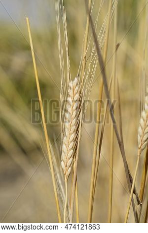 Einkorn Wheat In The Field In Summer