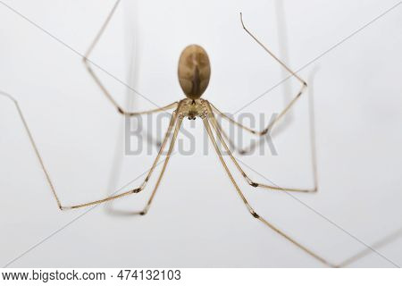 Daddy Long-legs Spider, Or Pholcus Phalangioides, Macro Against A White Backgound
