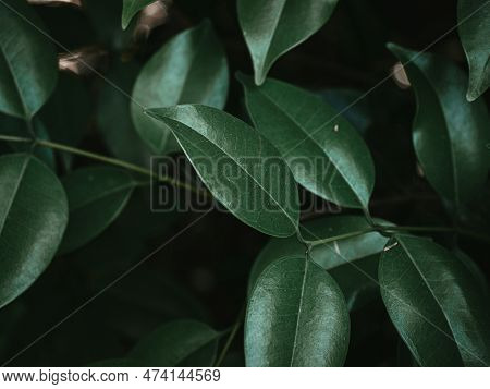 Lush Foliage Of The Glossy Privet Plant. Selective Focus.