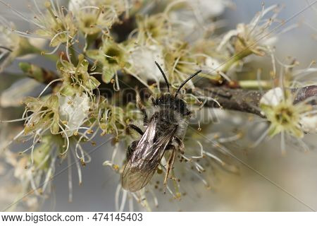 Natural Closeup On A Male Of The Grey-backed Mining Bee, Andrena Vaga, Drinking Nectar From White Bl