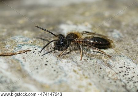 Natural Closeup On A Male Mellow Miner Bee, Andrena Mitis Warming Up On A Piece Of Wood