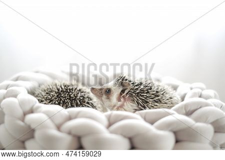 Pair Of Hedgehogs In A Wicker Nest.prickly Pet. Hedgehog In A Gray Wicker Bed On A Light Blurred Bac