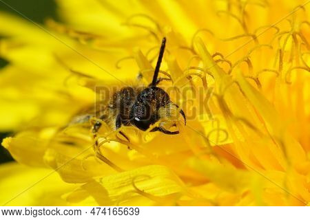 Closeup On A Male Of The Small Red-bellied Miner Bee, Andrena Ventralis On A Yellow Dandelion Flower