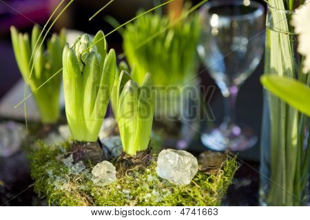 Dekoration af spisebord. Hyacinth.