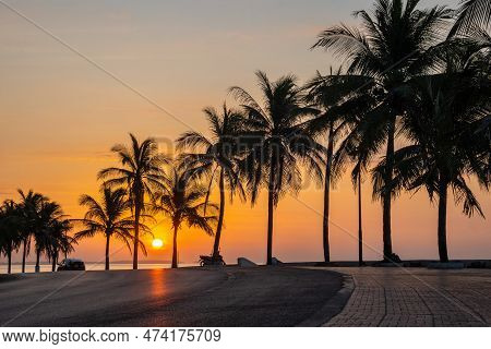 Palm Trees Line The Beach At Sunrise