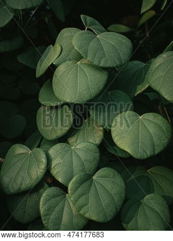 Heart Type Shaped Leaves Of A Vine Plant. Selective Focus.